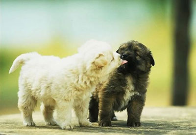 chiots